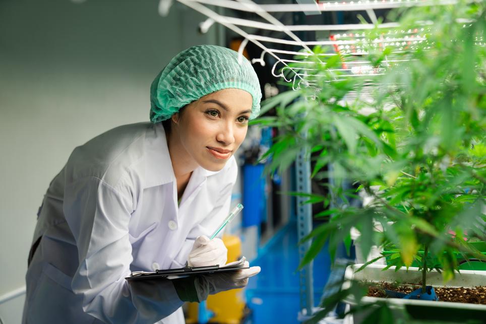 Woman growing cannabis