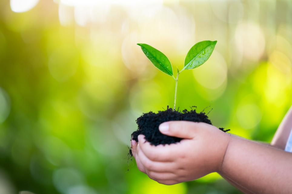 Child holding seedling